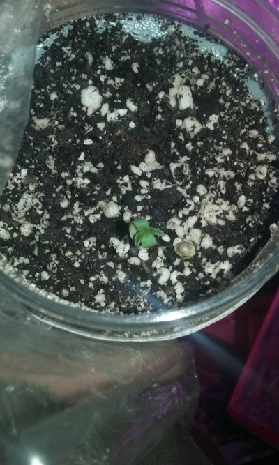small-300w-marz-led-fridge-grow-white-widow-auto-2.jpg