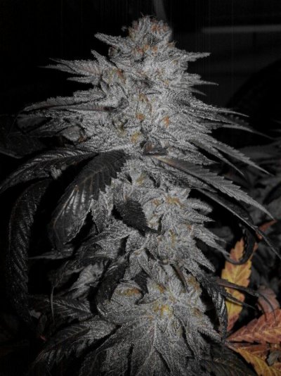 Homemade Hybrids