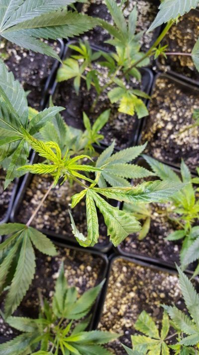 problem-with-small-plants-3.jpg
