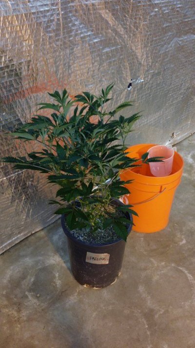 Ape's Out Of Retirement And Swinging From The Trees! 15lbs From 6 Plants?