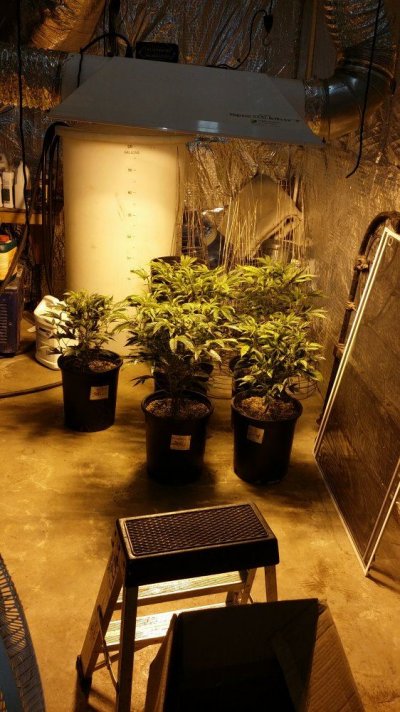 Ape's Out Of Retirement And Swinging From The Trees! 15lbs From 6 Plants?