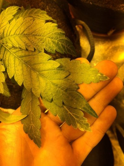 Nitrogen Toxicity