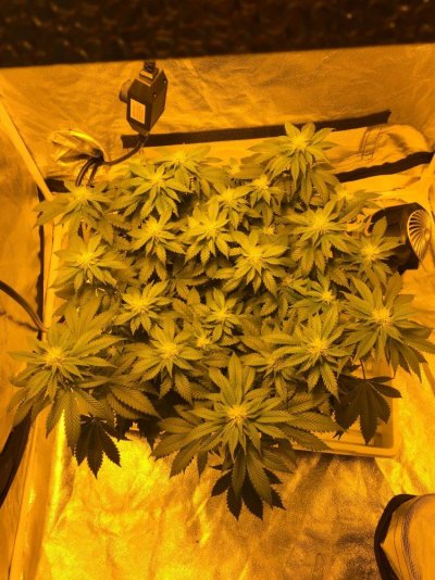 First Diarie....grow With Me