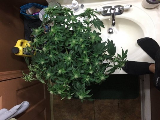 First Diarie....grow With Me
