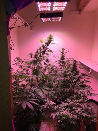 L.e.d Organic Grow