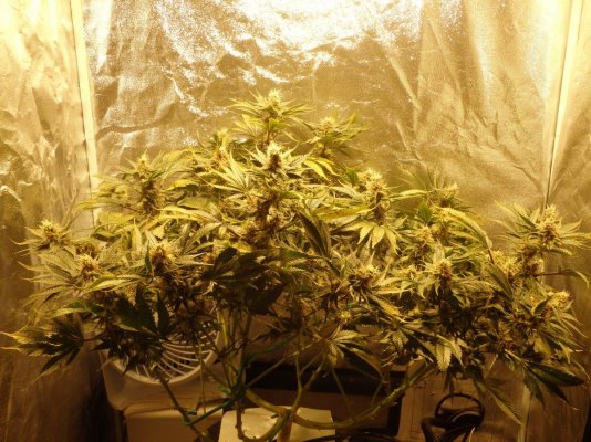 Dwc Sunset Sherbet And Agent Orange