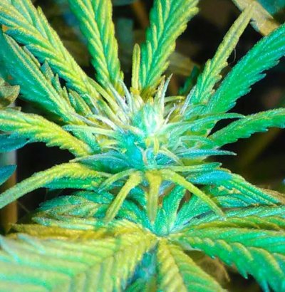 some-bud-pics-2.jpg