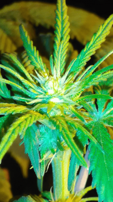 some-bud-pics-6.png
