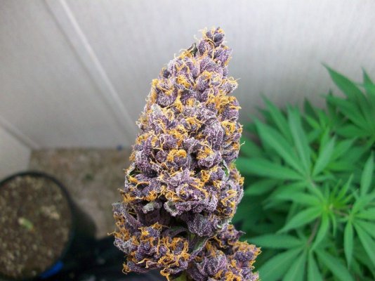 Homemade Hybrids