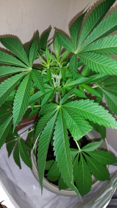 cloning-after-topping-question-from-newbie-2.jpg