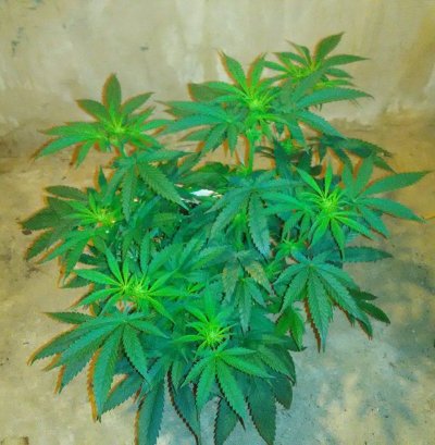 Pinching The Top Of A Bud In Flower..