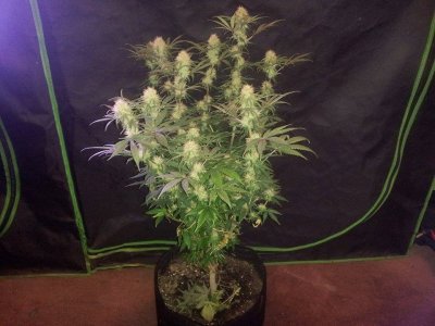 My Raspberry Cough From Nirvana Seeds