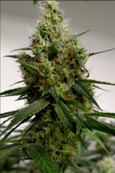 Seeds Are Forming.....
