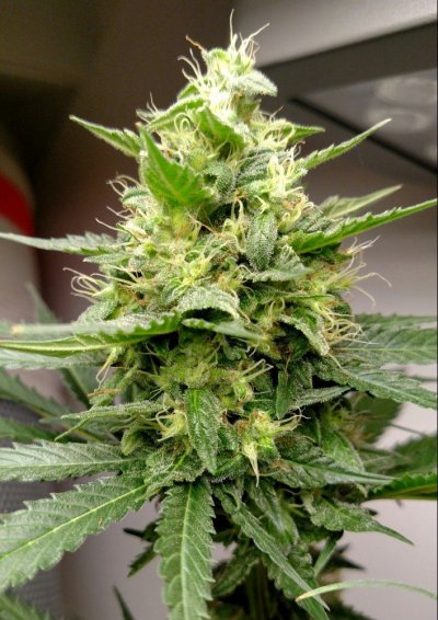 Seeds Are Forming.....