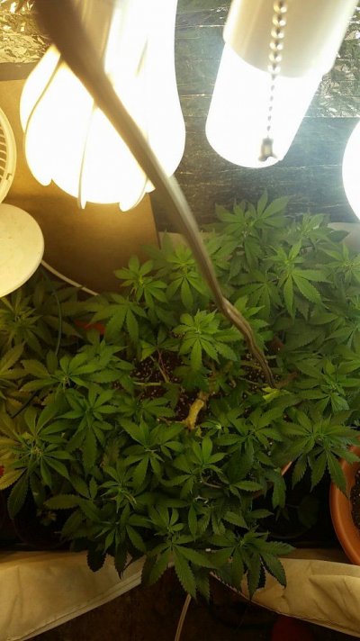 20170330_054616.jpg