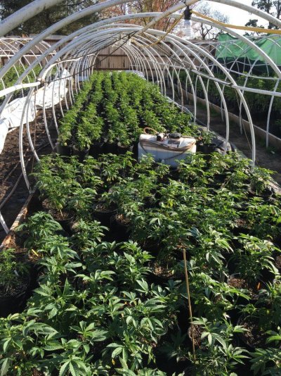 Hoop House Killa 2017.