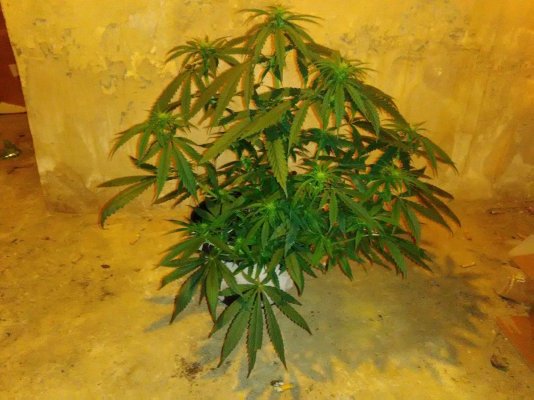 first-defoliation.jpg