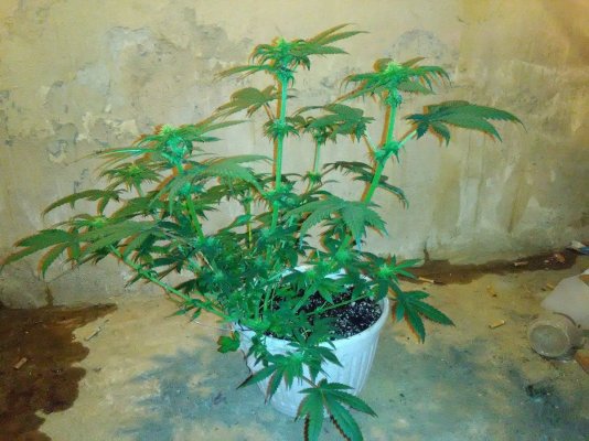 first-defoliation-11.jpg