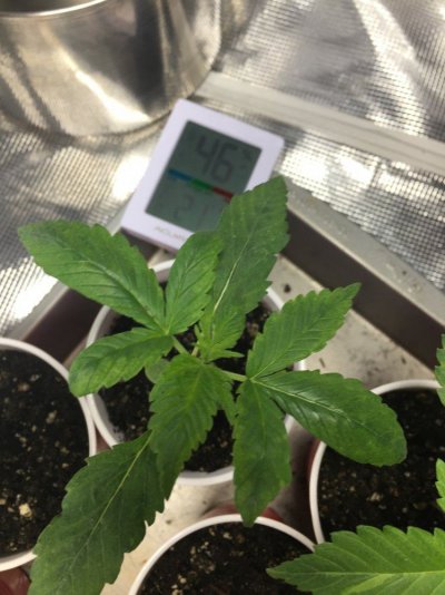 when-should-i-transplant---solo-cups-to-pots-3.jpg