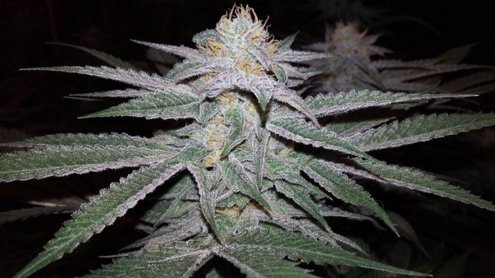 Homemade Hybrids