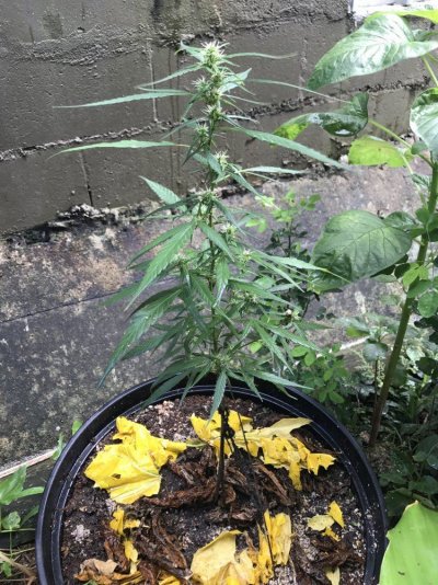 Weird Strain!! Experts Identify Plz