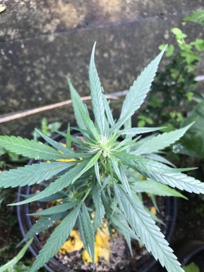 Weird Strain!! Experts Identify Plz