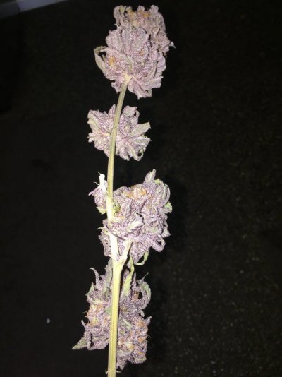 Gdp Vs. Urkle Vs. Grape Ape... Same Plant??