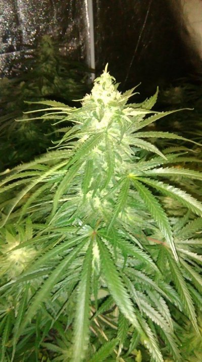 IMAG0272.jpg