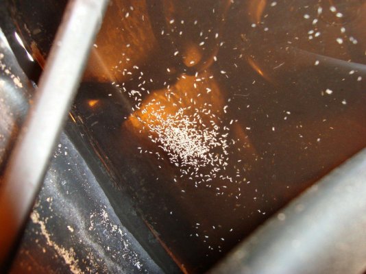 Small white insects in my coco ..help!