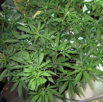 Personal Medical Grow in Coco. [Chem D, Grape Romulan, Grapefurit Haze, Casey Jones]