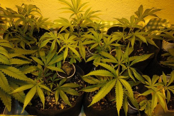 Personal Medical Grow in Coco. [Chem D, Grape Romulan, Grapefurit Haze, Casey Jones]