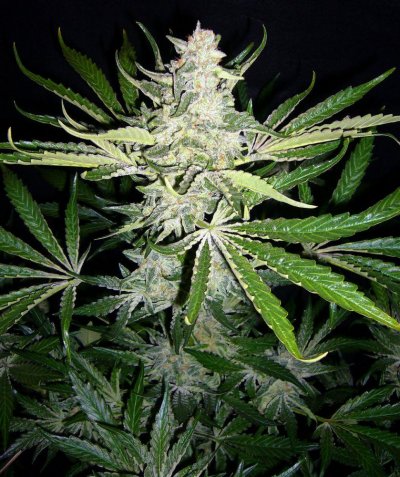 purple Doja update 030.JPG
