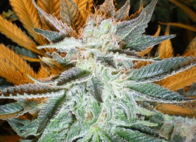 Purple & Mango kush week 6 Flower