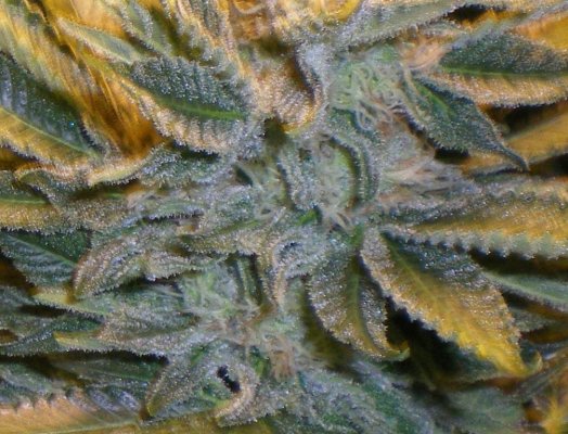 Purple & Mango kush week 6 Flower