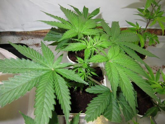 Personal Medical Grow in Coco. [Chem D, Grape Romulan, Grapefurit Haze, Casey Jones]