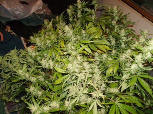 Casey Jones Day 13 of 12/12 250 H.P.S