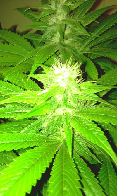 sour1.jpg