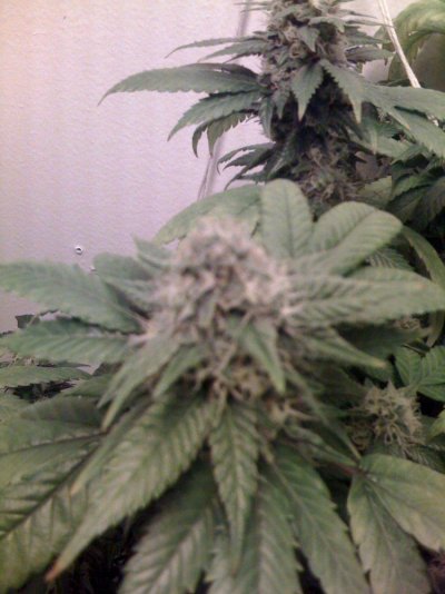 cannalope-haze.jpg