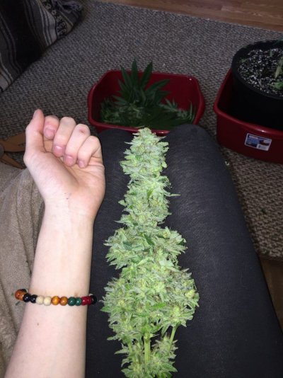 L.e.d Organic Grow