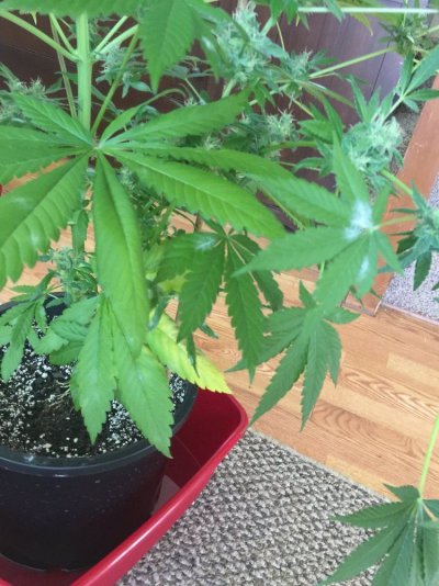 L.e.d Organic Grow