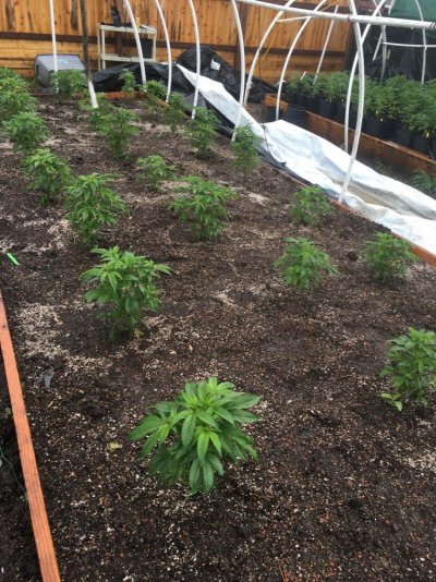Hoop House Killa 2017.