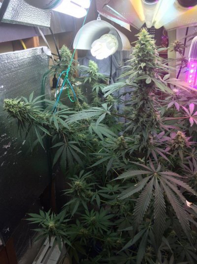 Nute Trouble?