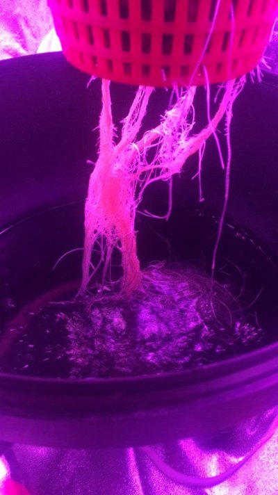 roots-dwc.jpg