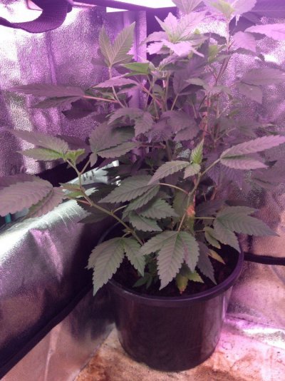 what-your-next-strain-your-running-7.jpeg