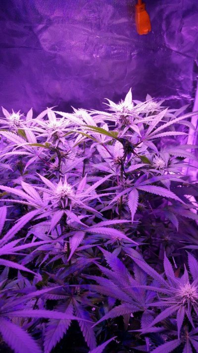 Auto Flower 1st Time..is This Plant Okay??