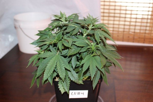 Bodhi The Fuzz And Clusterfunk, Rare Dankness Tangerine Kush Bodhi The Fuzz And Clusterfunk, Rare Dankness Tangerine Kush