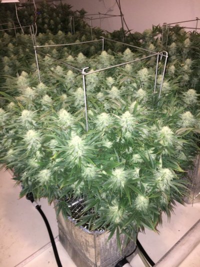 Could I Please Get A Little Help With Deficiency