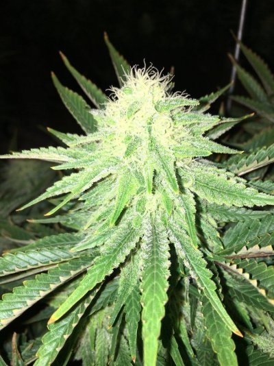 Could I Please Get A Little Help With Deficiency