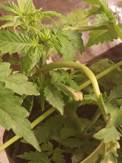 1st-indoor--grow-3.jpg