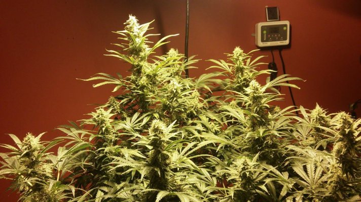 Getting Close? Pineapple Chunk.